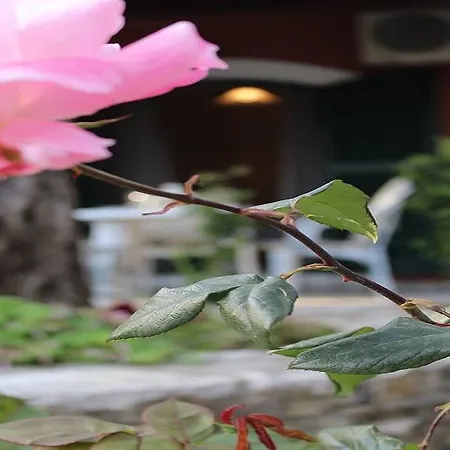 Pieros Tsimis * Paleokastritsa